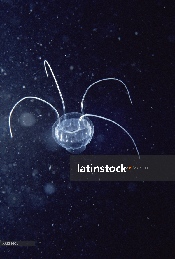 Medusa pequeña, transparente, Ártico