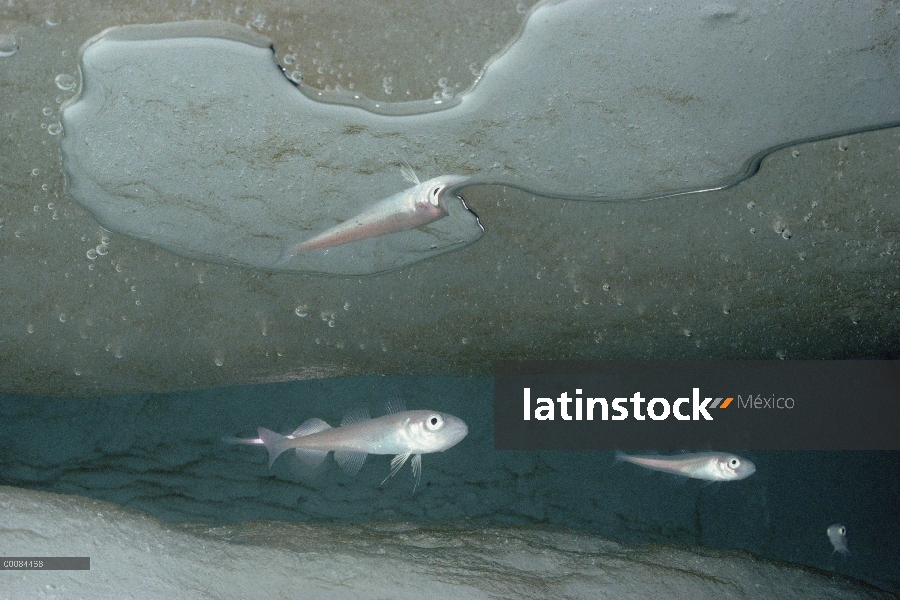 Juveniles de bacalao (Arctogadus glacialis) polar abrigo protector de grietas en el hielo, muy impor