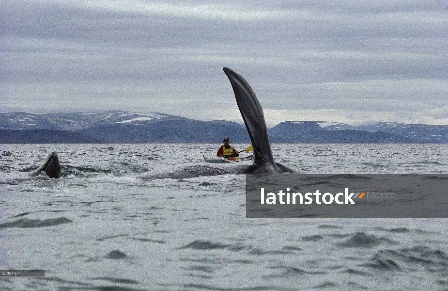 Aleta de ballena (Balaena mysticetus) de Groenlandia con el investigador, Ártico