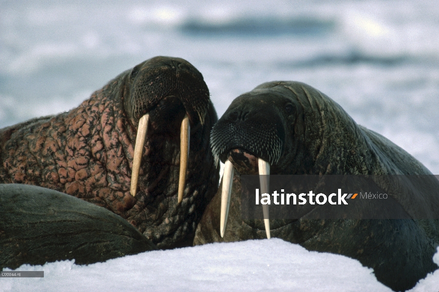 Par del Walrus Atlántico (rosmarus del rosmarus de Odobenus), isla de Baffin, Nunavut, Canadá