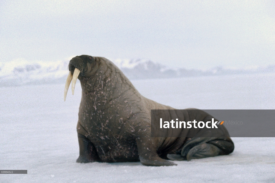 Walrus Atlántico (rosmarus del rosmarus de Odobenus), isla de Baffin, Nunavut, Canadá