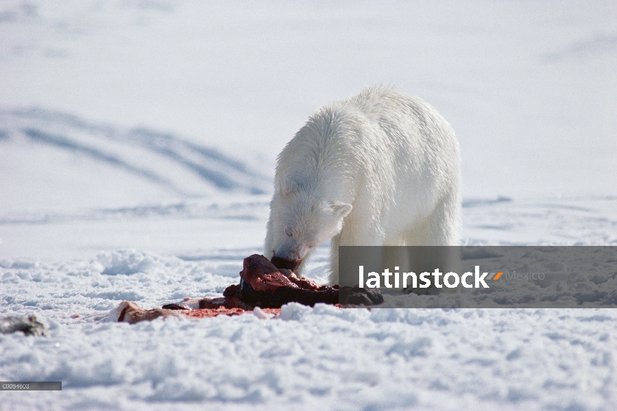 Oso polar (Ursus maritimus) alimentándose de sello, Canadá