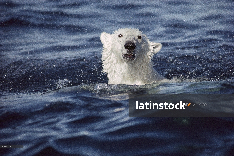 Oso polar (Ursus maritimus) nadando, isla de Baffin, Nunavut, Canadá