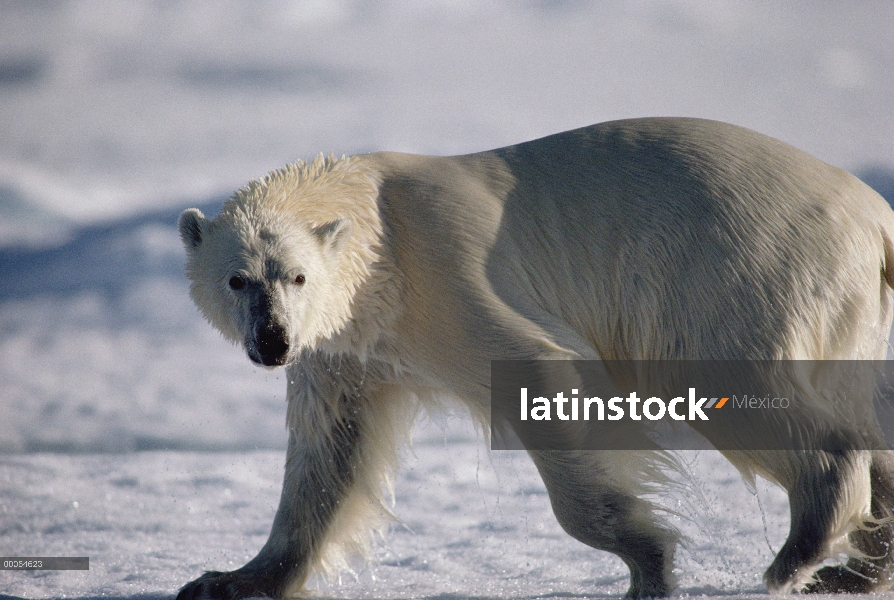 Oso polar (Ursus maritimus) caminar, frente a cámara, vista lateral