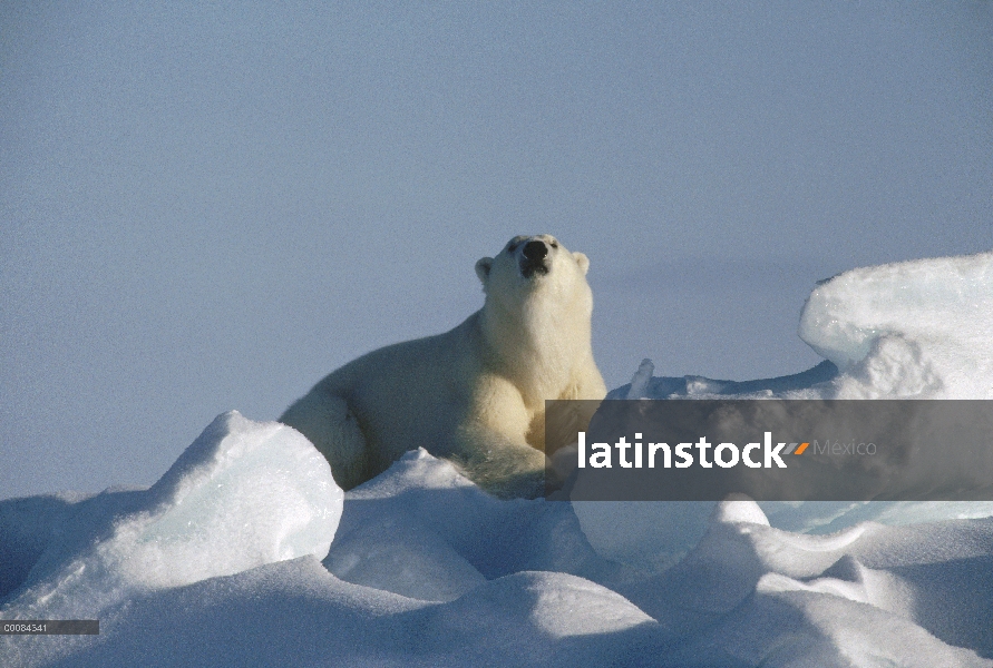 Retrato del oso polar (Ursus maritimus), isla de Baffin, Nunavut, Canadá