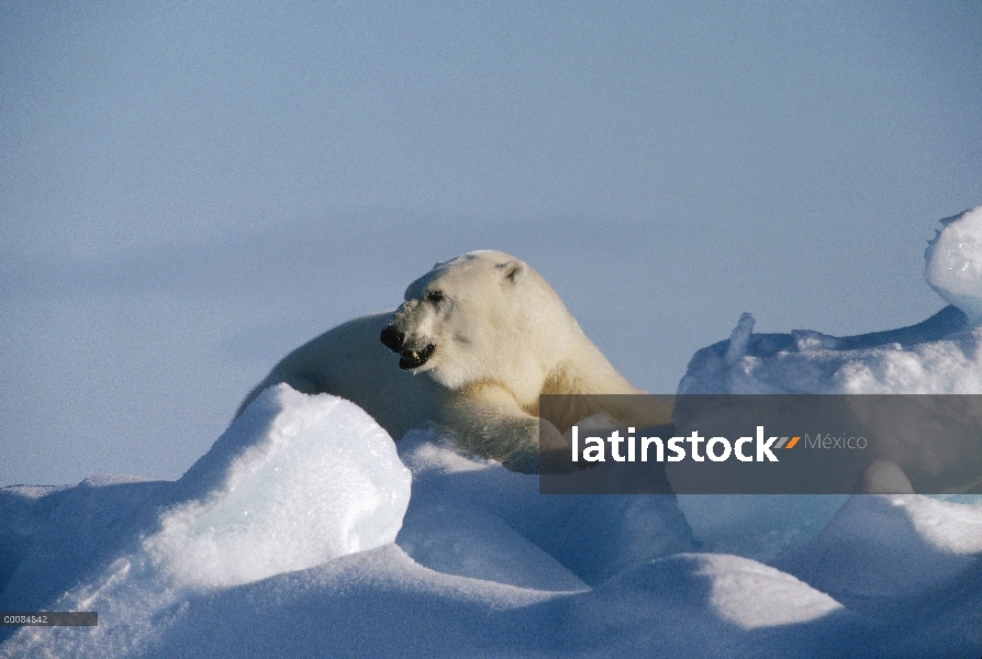 Retrato del oso polar (Ursus maritimus), isla de Baffin, Nunavut, Canadá