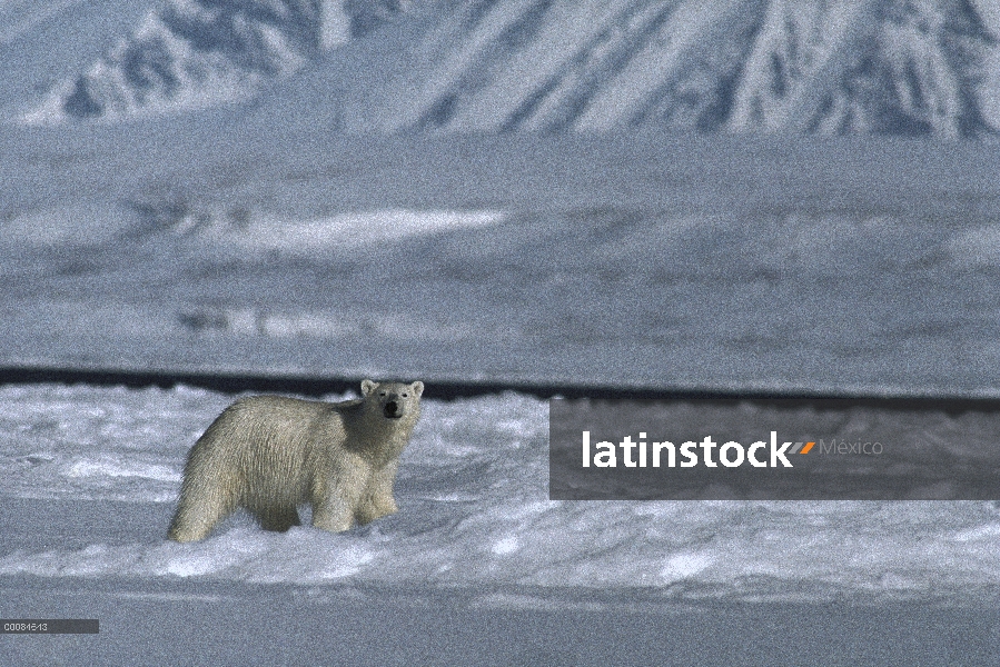 Oso polar (Ursus maritimus) en el paisaje nevado, Lancaster Sound, Canadá