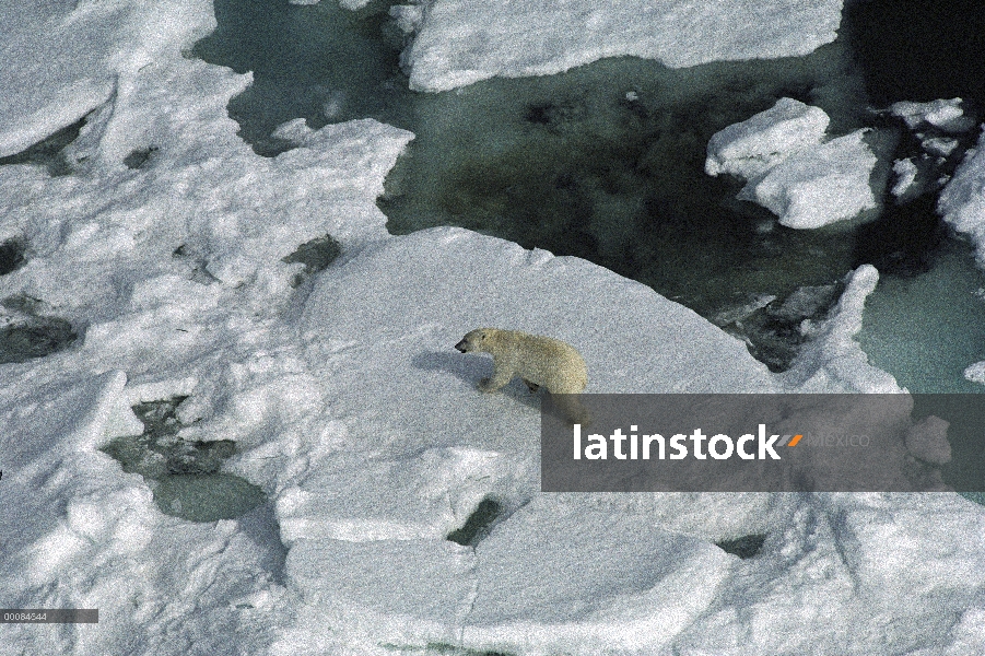 Oso polar (Ursus maritimus) en el campo de hielo, Canadá