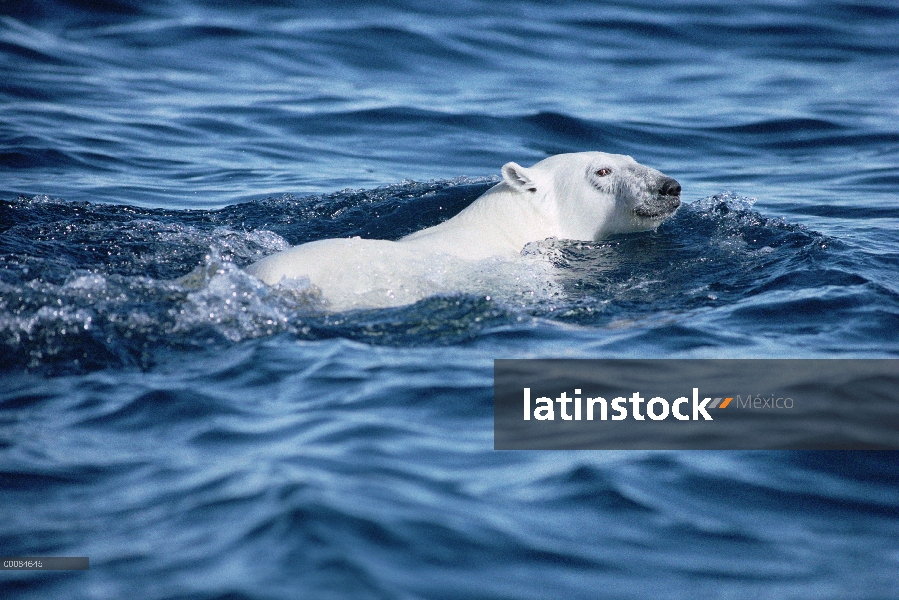 Oso polar (Ursus maritimus) nadando