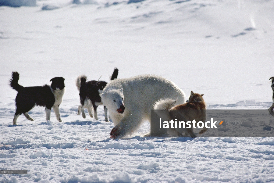 Oso polar (Ursus maritimus) luchas con los perros de campo, Canadá