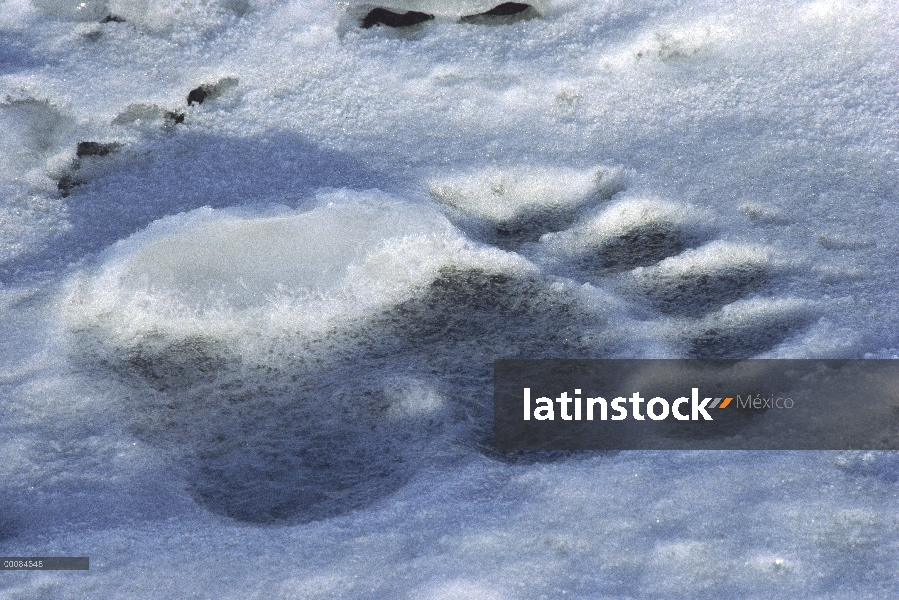 Oso polar (Ursus maritimus) pista de nieve, Canadá