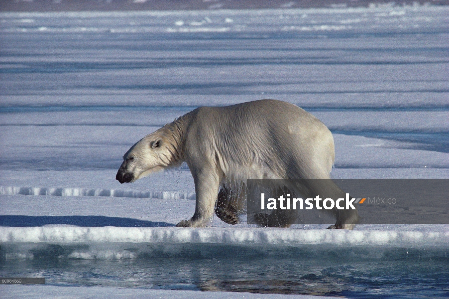 Oso polar (Ursus maritimus) en el borde del agua, isla de Baffin, Nunavut, Canadá