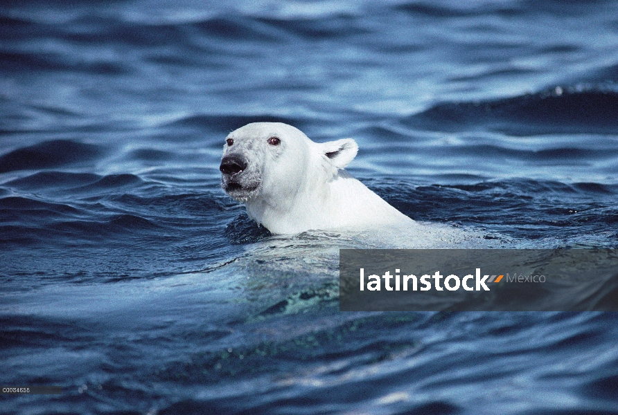 Oso polar (Ursus maritimus) nadando, isla de Baffin, Nunavut, Canadá