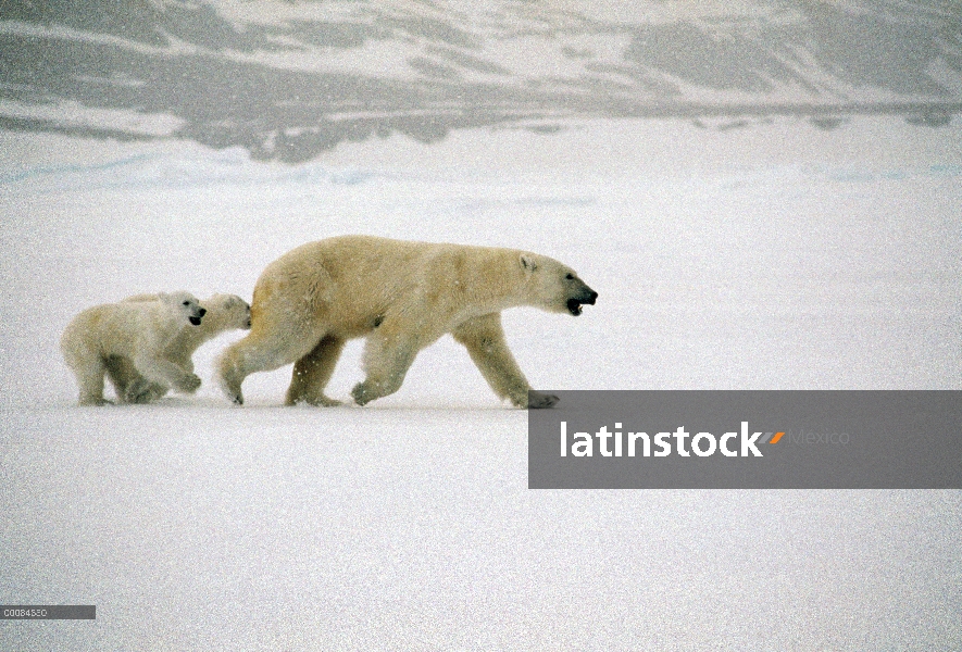 Madre oso polar (Ursus maritimus) con dos cachorros, isla de Baffin, Nunavut, Canadá