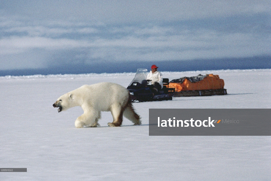 Oso polar (Ursus maritimus) cerca hombre viajando en moto de nieve, isla de Baffin, Canadá