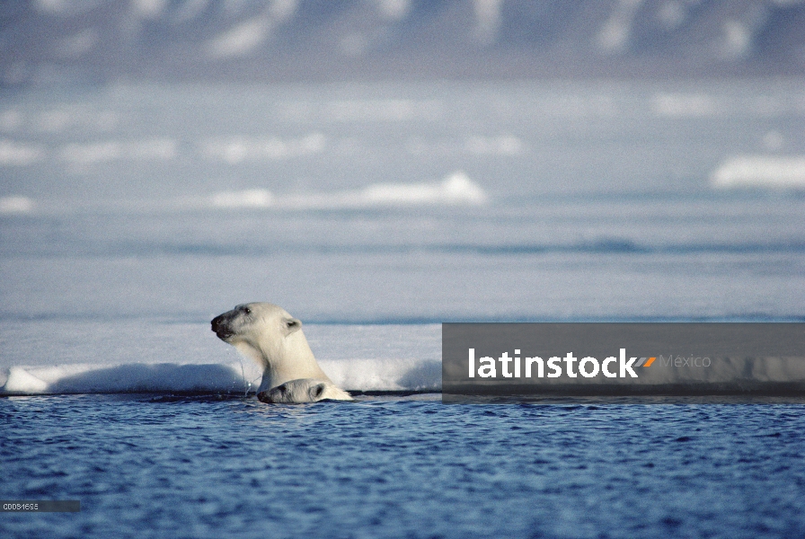 Oso polar (Ursus maritimus) par leerlo fuera del agua sobre el hielo del mar, isla de Baffin, Canadá