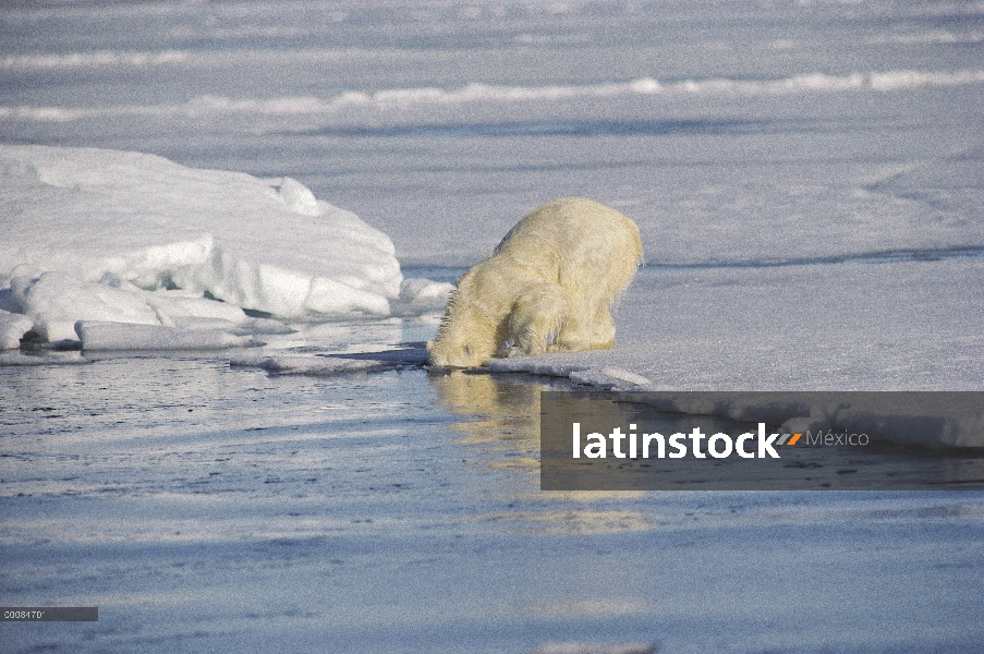 Cachorro de oso polar (Ursus maritimus) buscando bajo el agua madre que es la caza, isla de Baffin, 