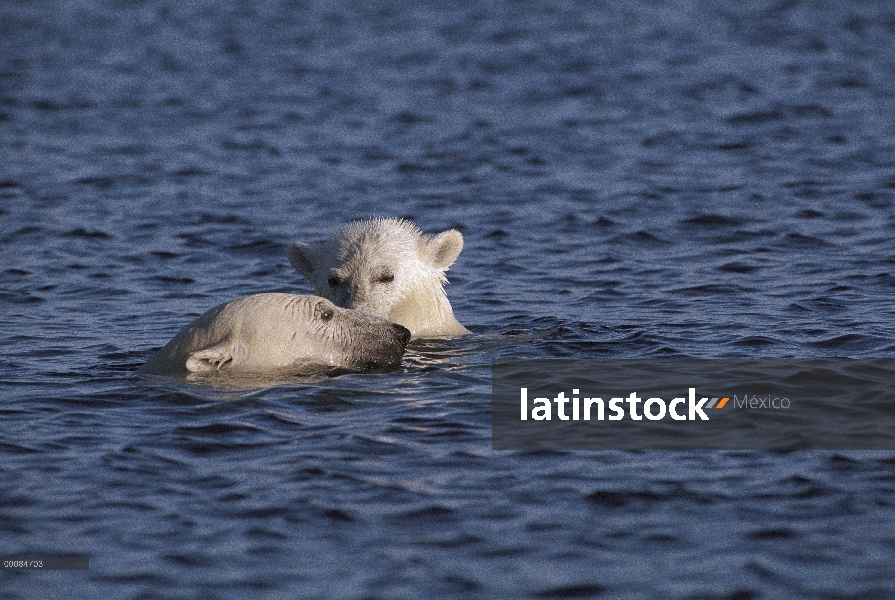 Madre oso polar (Ursus maritimus) y el cub natación en aguas abiertas, Canadá