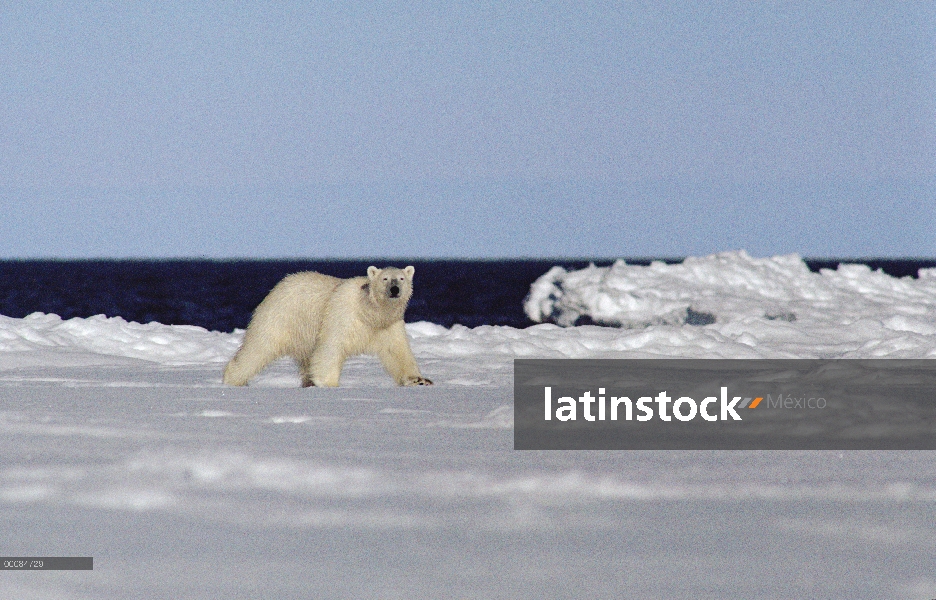 Oso polar (Ursus maritimus), isla de Baffin, Canadá