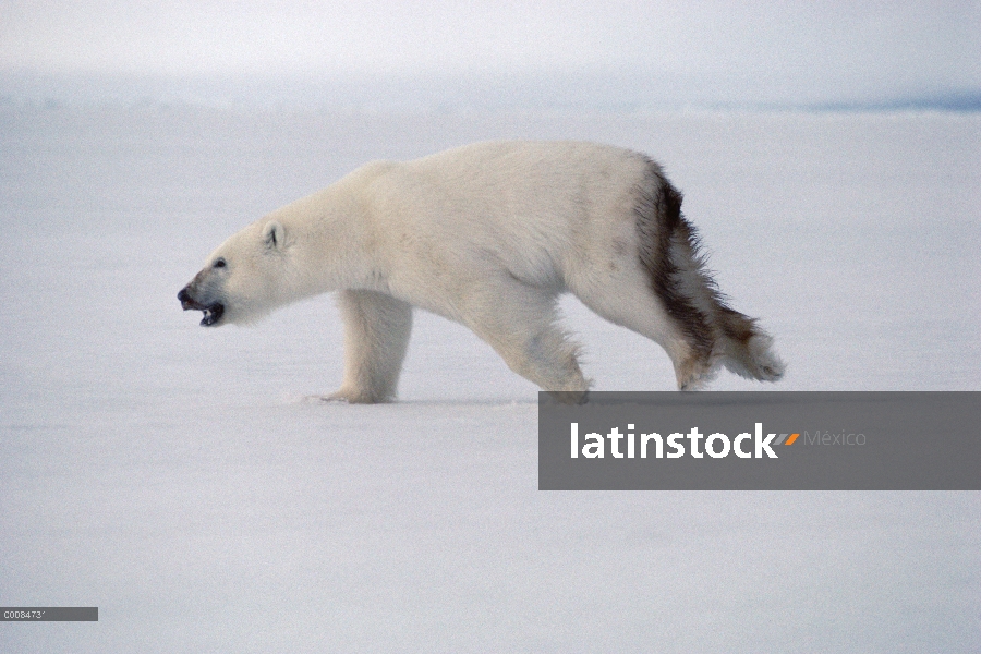 Oso polar (maritimus de Ursus) en ejecución, isla de Baffin, Canadá