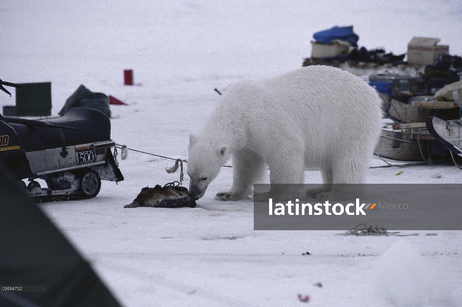 Oso polar (Ursus maritimus) en el campo, Ártico