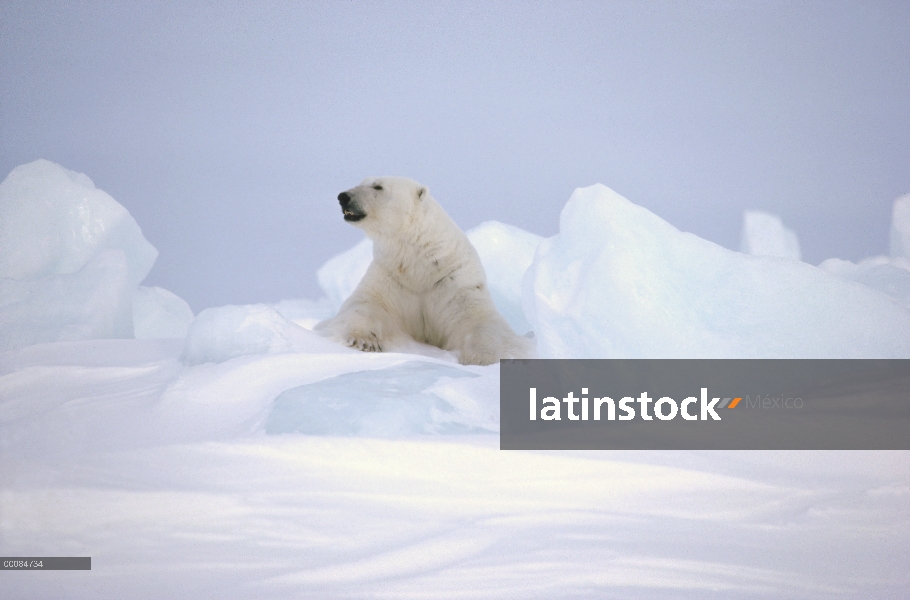 Oso polar (Ursus maritimus) en el campo de hielo, isla de Baffin, Nunavut, Canadá