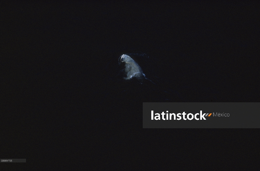 Oso polar (Ursus maritimus) nadando en aguas abiertas, Canadá