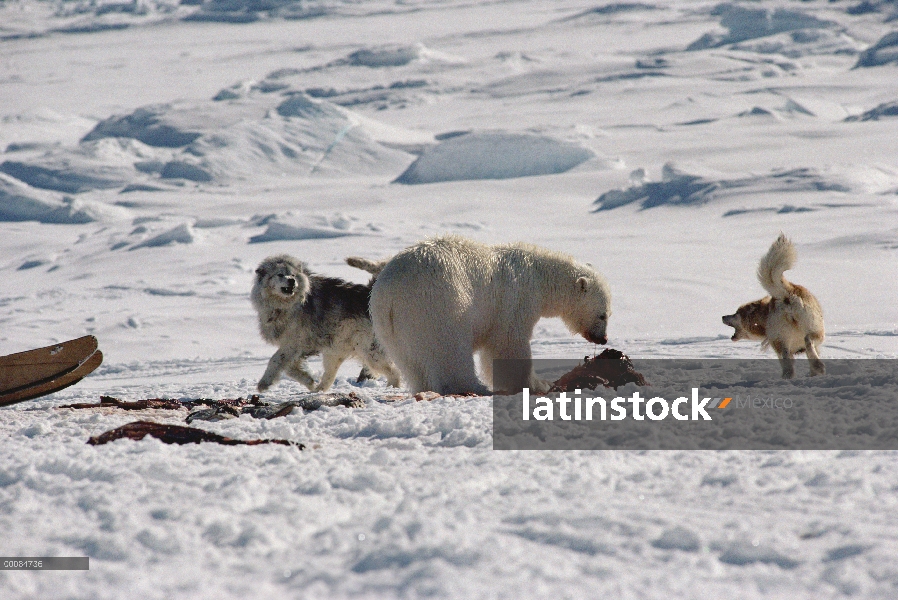 Oso polar (Ursus maritimus) cerca de canal con los perros de campo que lo rodea, Canadá