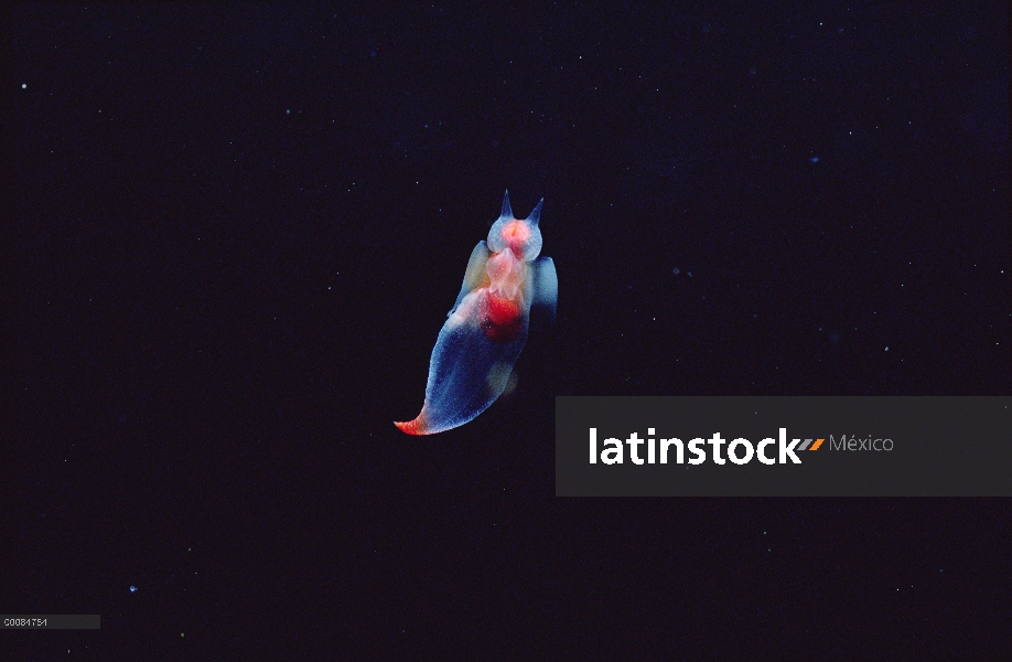 Retrato de mar mariposa (Clione Ventisquero sp), Ártico