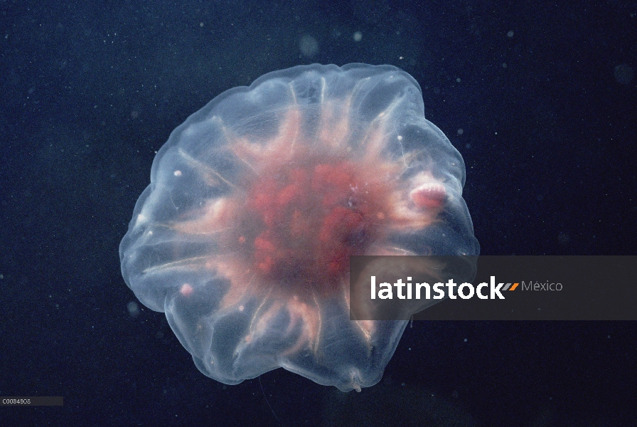 Ártico medusas, aproximadamente ocho pulgadas de diámetro, entrada de Marina, isla de Baffin, Canadá