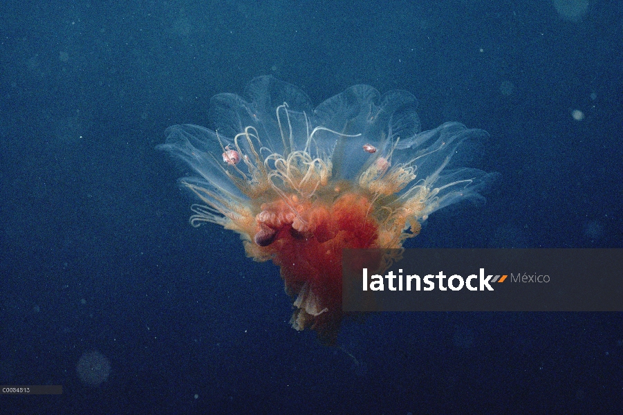 Medusas, entrada de Marina, Lancaster Sound, Nunavut, Canadá