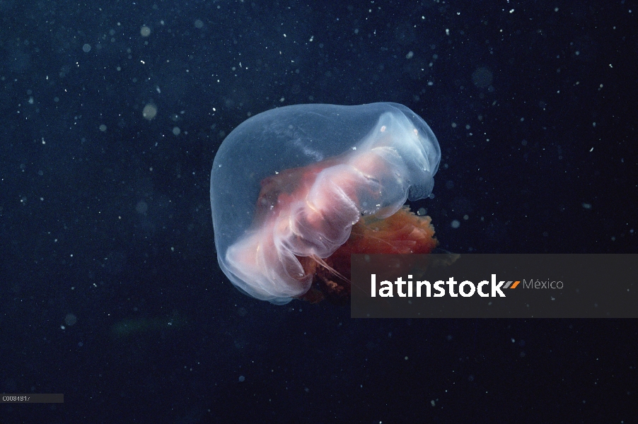 Ártico medusas, aproximadamente ocho pulgadas de diámetro, entrada de Marina, isla de Baffin, Canadá