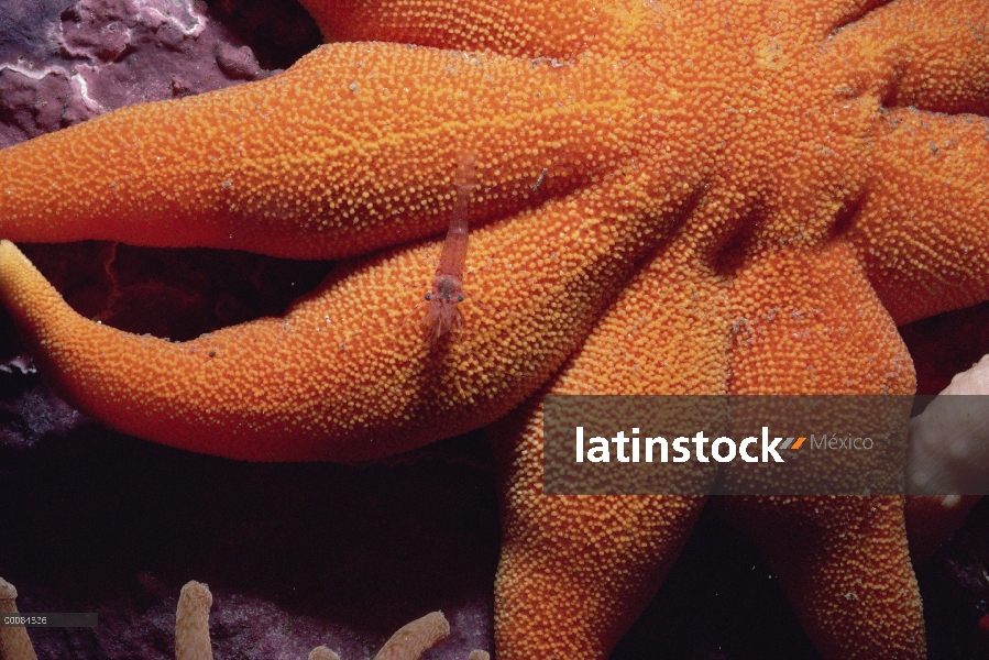 Estrella de mar con gamba roja, isla de Baffin, Canadá