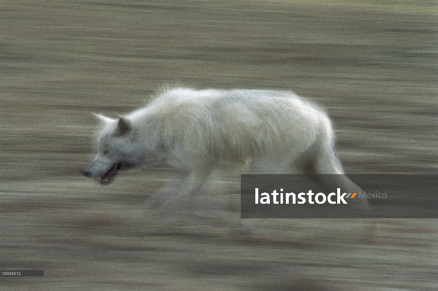 Lobo Ártico (Canis lupus) en ejecución, isla de Ellesmere, Nunavut, Canadá