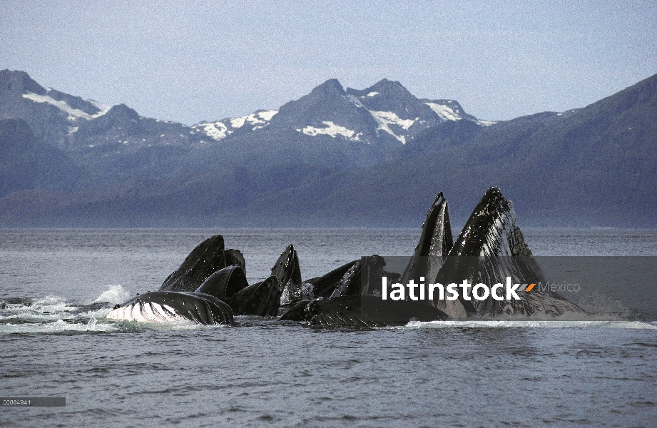 Ballena jorobada (Megaptera novaeangliae) grupo cooperativo alimentación, Alaska