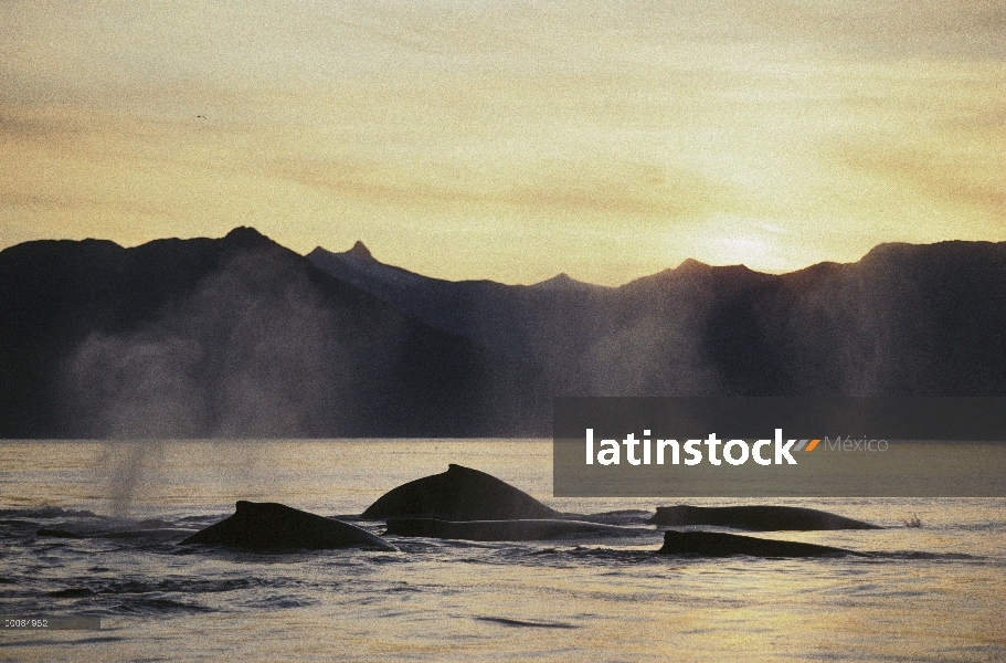 Ballena jorobada (Megaptera novaeangliae) grupo superficie al atardecer, Alaska