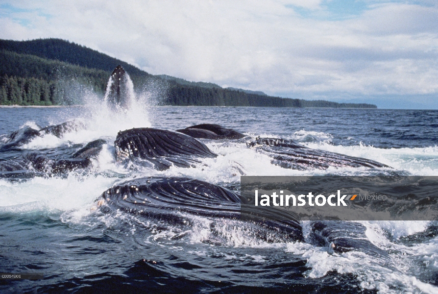 Ballena jorobada (Megaptera novaeangliae) grupo cooperativo alimentación, Alaska