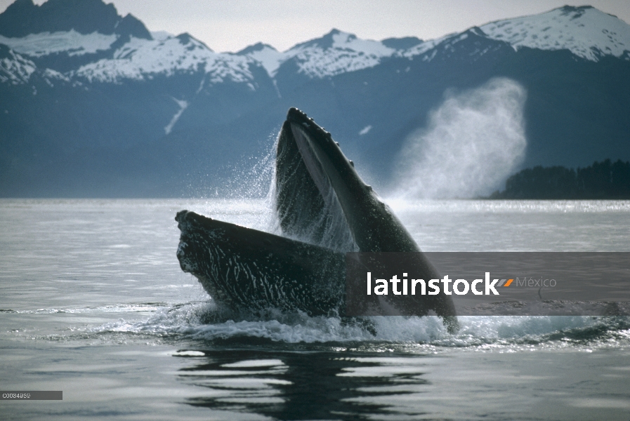 Ballena jorobada (Megaptera novaeangliae) alimentación, Alaska