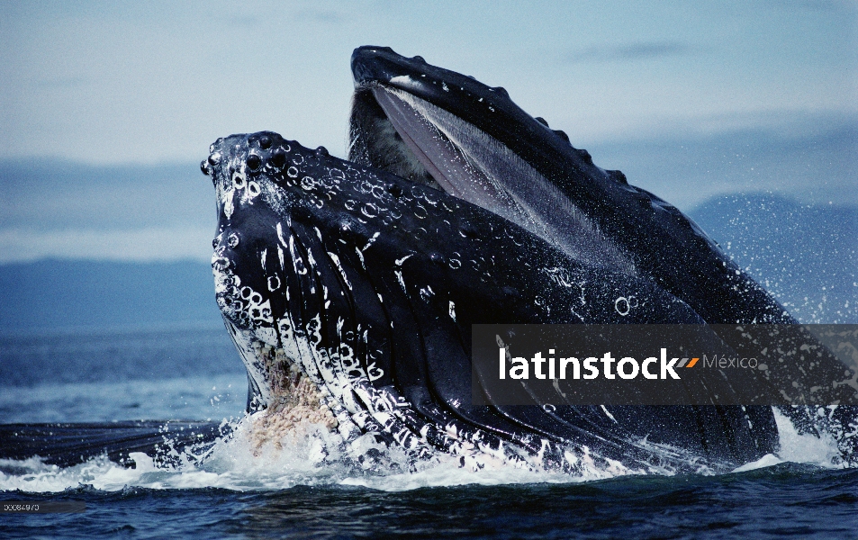 Ballena jorobada (Megaptera novaeangliae) alimentación, Alaska