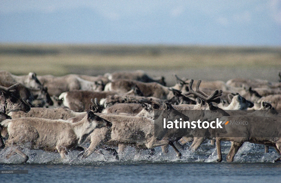 Caribú (Rangifer tarandus) en estampida de la manada cruzar río, Arctic National Wildlife Refuge, Al