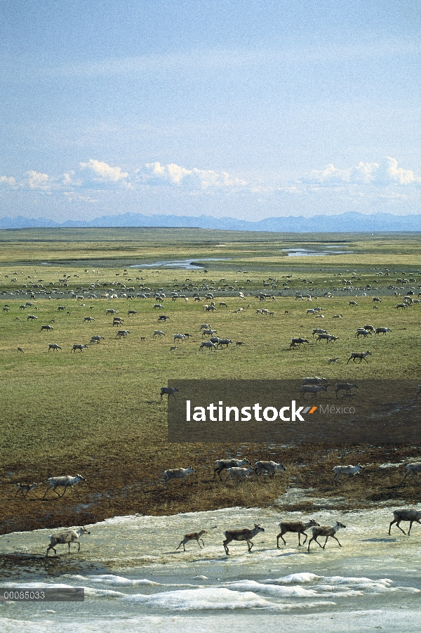 Miembros de caribú (Rangifer tarandus) de la manada de puerco espín durante la migración, Arctic Nat