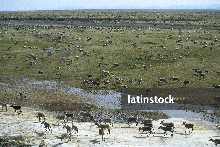 Miembros de caribú (Rangifer tarandus) de la manada de puerco espín durante la migración, Arctic Nat