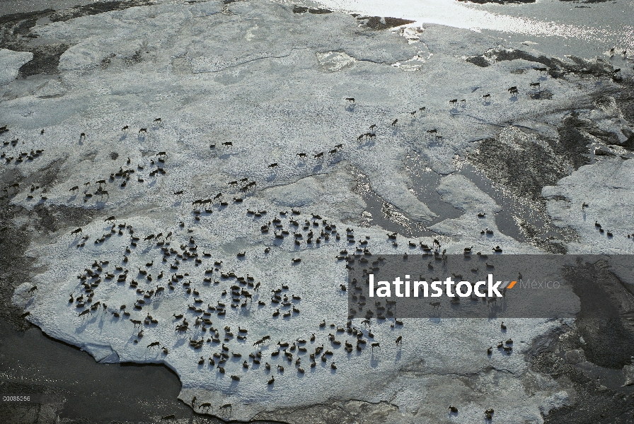 Vista aérea de caribú (Rangifer tarandus) de Hato puerco espín en parche de hielo de tundra para evi