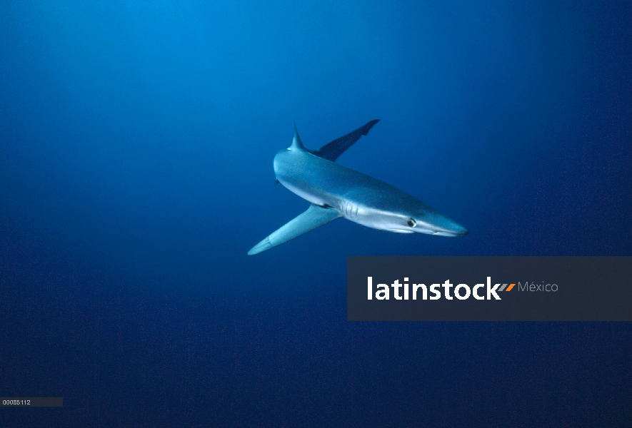 Retrato submarino tiburón azul (Prionace glauca), California