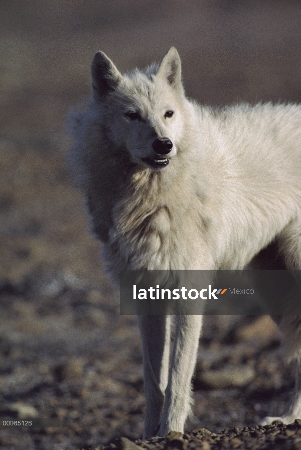 Retrato del lobo Ártico (Canis lupus), isla de Ellesmere, Nunavut, Canadá