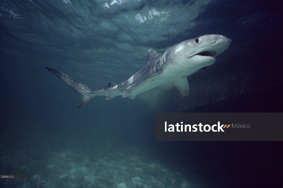 Tiburón tigre (Galeocerdo cuvieri) nadar bajo el agua