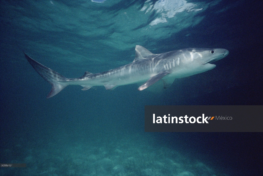 Perfil de tiburón tigre (Galeocerdo cuvieri), bajo el agua