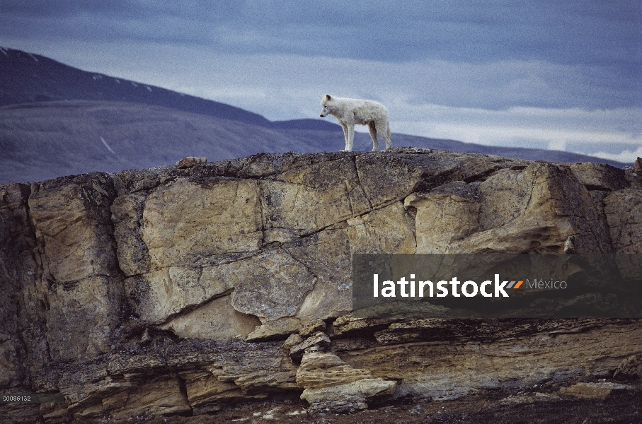 Varón adolescente lobo Ártico (Canis lupus) en la parte superior den, isla de Ellesmere, Nunavut, Ca