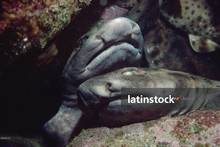 Se hinchan par de tiburón (Cephaloscyllium ventriosum)