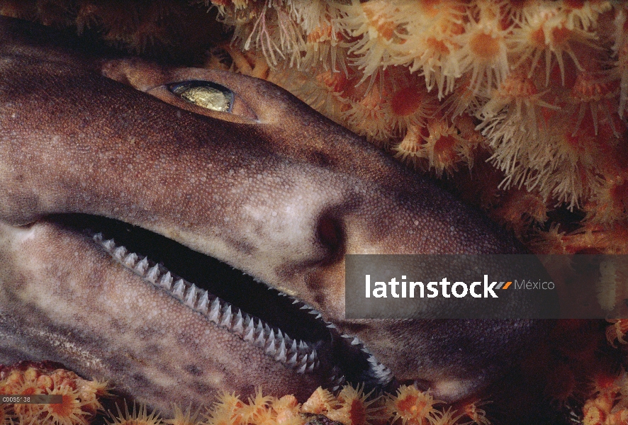 Primer plano de tiburón (Cephaloscyllium ventriosum) inflamación de cara